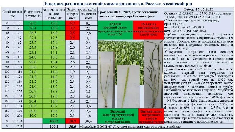 Лучший предшественник для озимой. Лучший предшественник для озимой