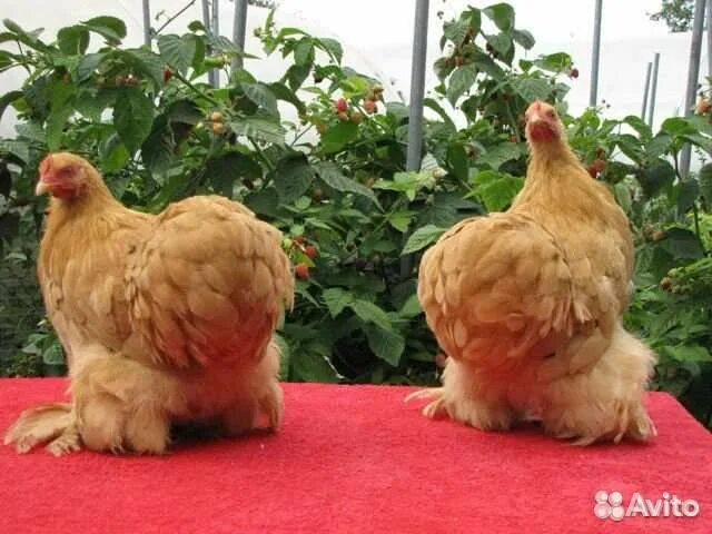 Карликовые породы кур с фотографиями и названиями Декоративные куры (26 фото): описание самых красивых пород петухов, содержание м