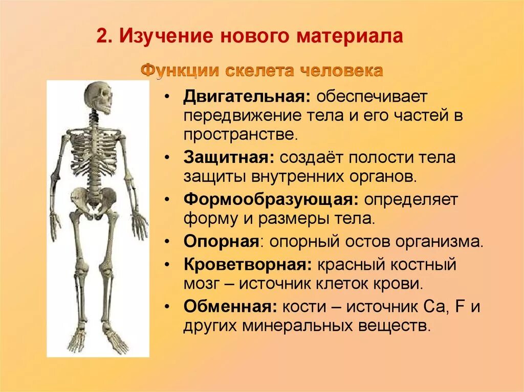 Биология 8 класс скелет человека осевой скелет. Презентация по биологии 8 класса на тему скелет человека. Подписать кости скелета туловища. Строение и функции осевого скелета человека. Установить соответствие кости скелета человека