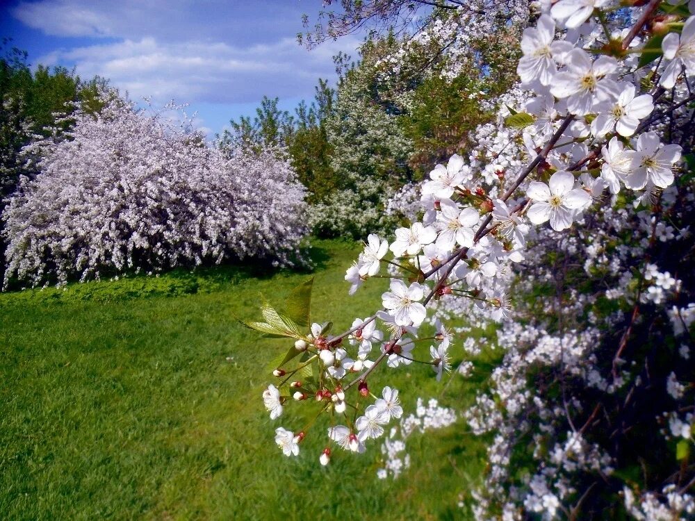 Парк Коломенское цветение яблони вишни. «Цветут сады» (Комарова т.с., с.112). Парк Коломенское Магнолия. Парк Коломенское цветение яблонь. Цветы в саду май