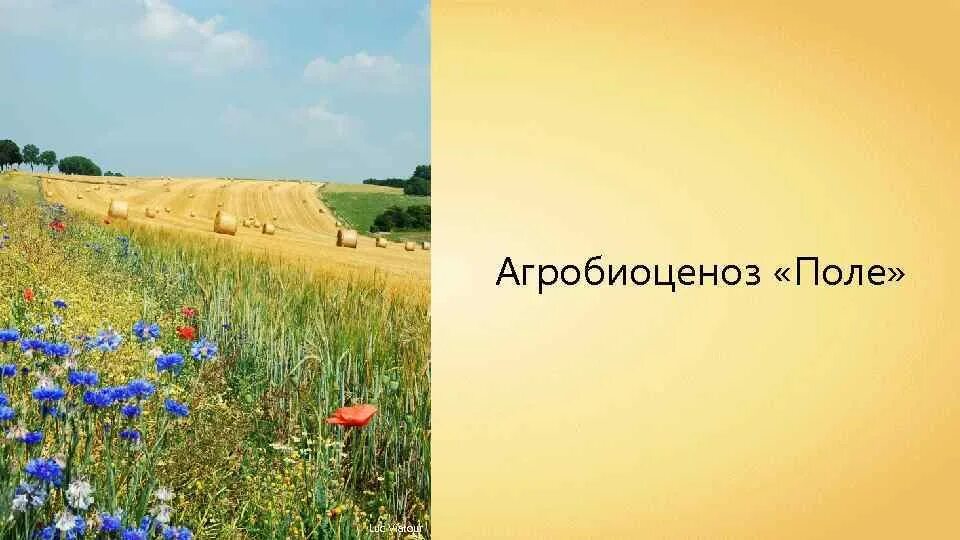 Устойчивый агроценоз. Искусственные экосистемы агроценозы. Агробиоценоз. Видовое разнообразие поля. Естественные и искусственные биоценозы.