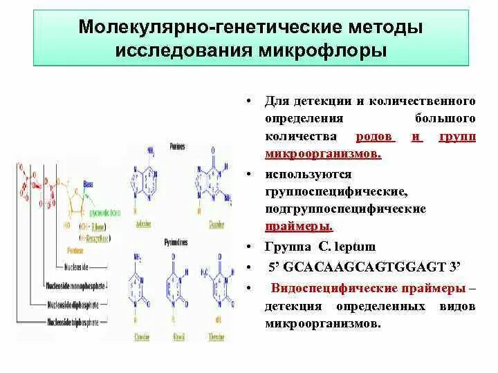 Методы количественного определения днк. Молекулярно-генетические методы исследования генетики человека. молекулярно-биологические методы исследования метод генетического. молекулярно-генетические методы исследования микрофлоры. молекулярно-генетический и биохимический методы..
