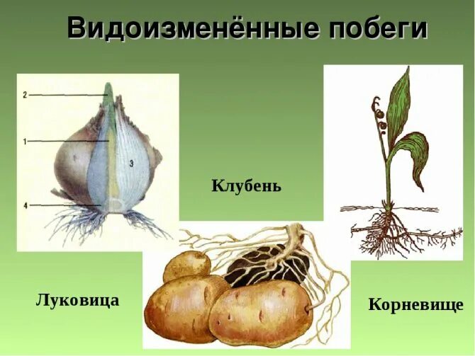 Явиться корень. Видоизменённый побег корневище. Корневище клубень луковица видоизмененные побеги. Корневище это видоизмененный побег. Видоизмененные побеги клубнелуковица.