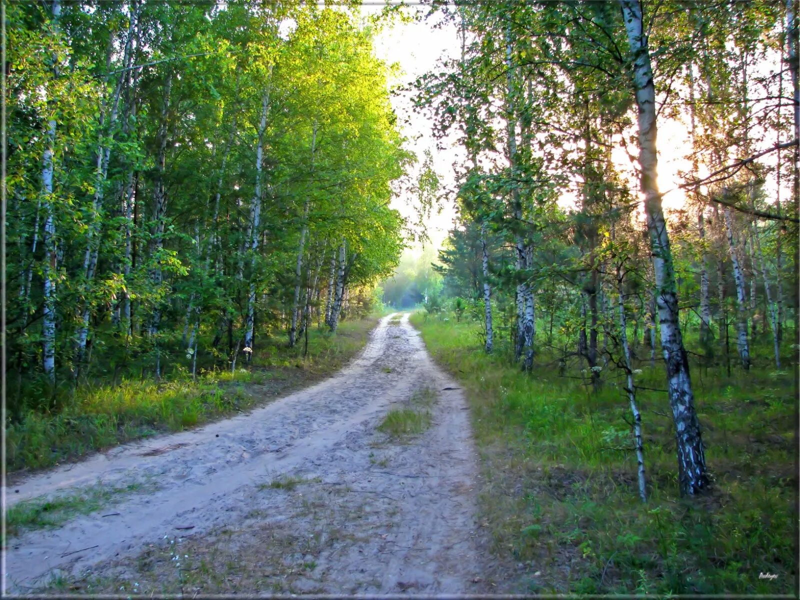 Живо пензенской области. Пензенская природа Пензенской области. Природа Сурского края Пензенской области. Ахуновский лес Пенза. Природа родного края Пенза.