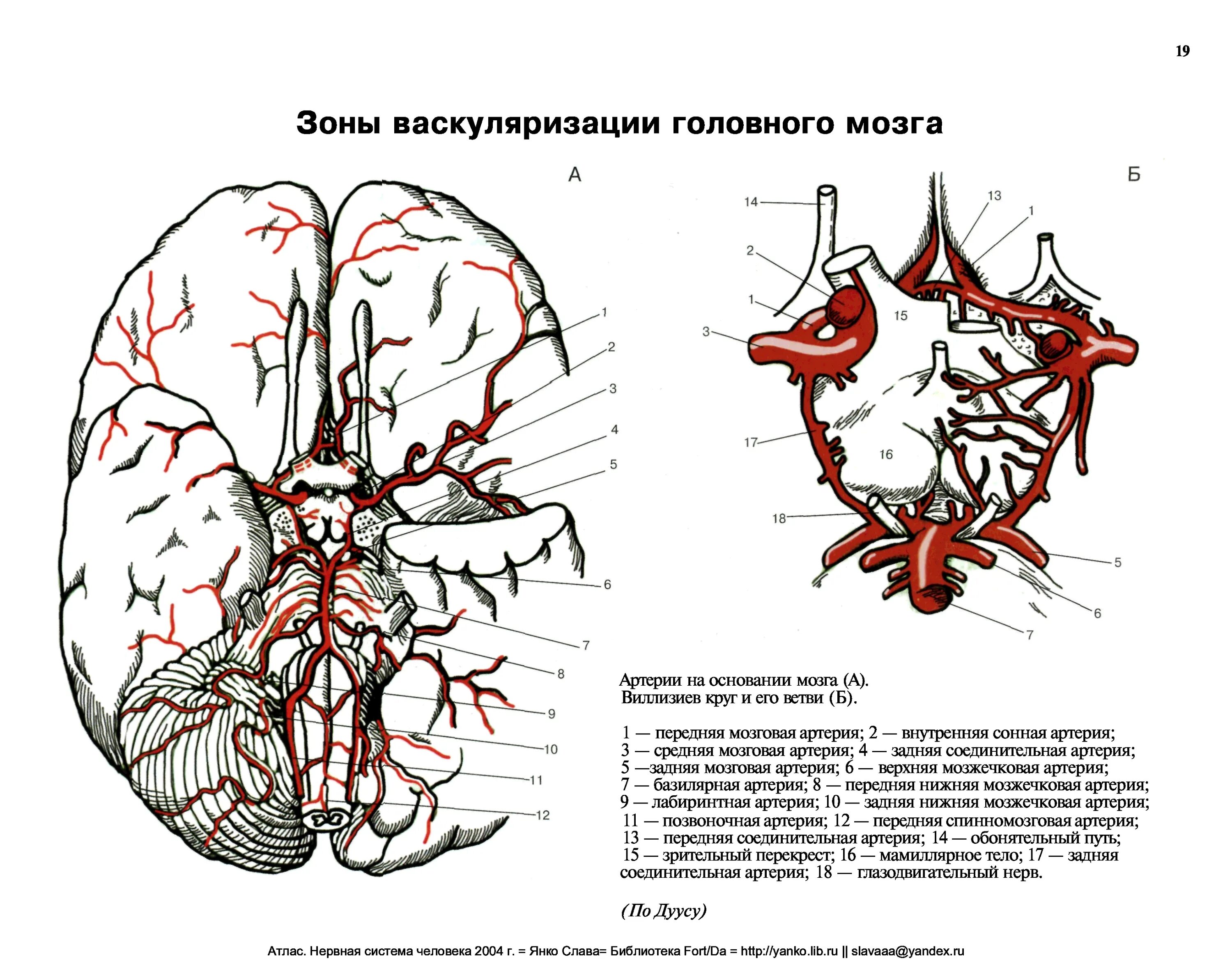 Какая артерия кровоснабжает мозг. Внутренняя Сонная артерия сегменты анатомия. Зоны кровоснабжения внутренней сонной артерии. Внутренняя Сонная артерия анатомия ветви. Средняя мозговая артерия атлас.