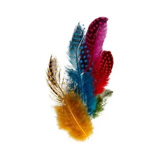 Colourful feathers