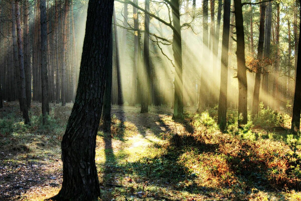 Луч солнца луч надежды. Луч надежды фото певицы. Надежда солнце. Луч надежды картинки. Дыхание леса.