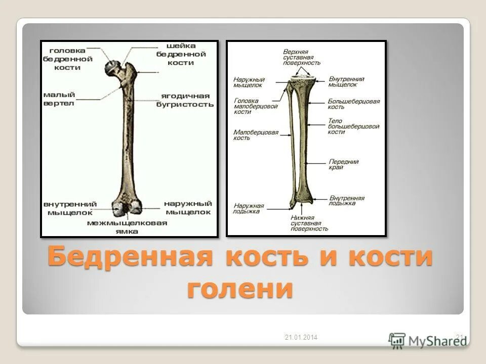 Кость где бедро. Берцовая кость анатомия. Кости голени анатомия строение.