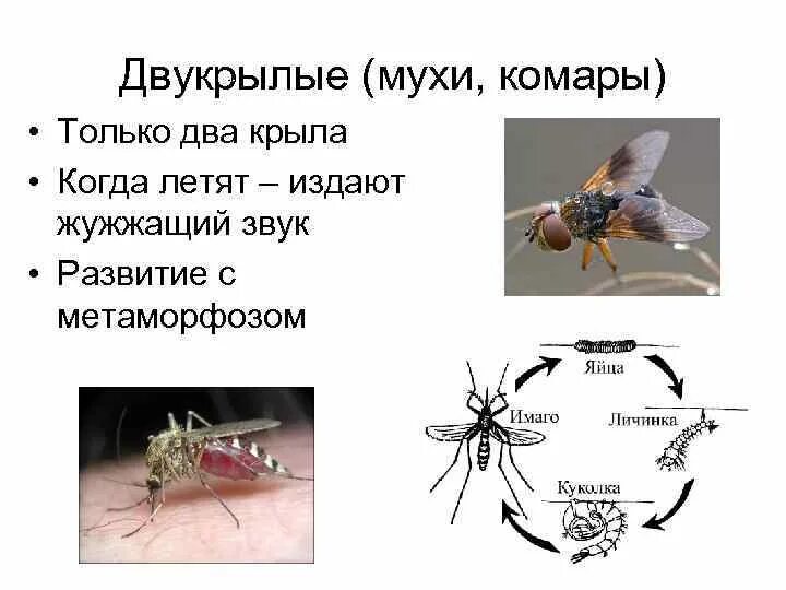 Почему мухи жужжат. Отряд Двукрылые строение. Внешнее строение двукрылых насекомых. Внешнее строение двукрылых. Муха комар.