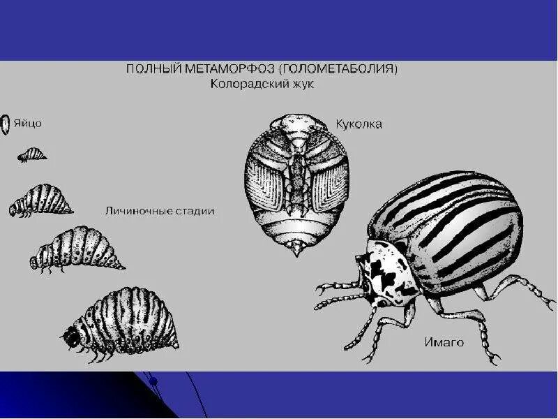 Для жука характерно развитие. Жизненный цикл колорадского жука схема. Цикл развития колорадского жука. Полный метаморфоз колорадского жука. Стадии развития колорадского жука.