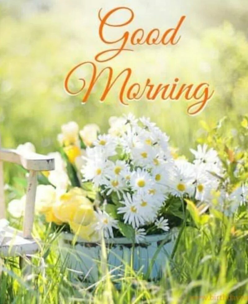 Доброе утро черемуха. Ромашка день семьи. С до. Доброе утро кофе. Поздравление с добрым летним утром.