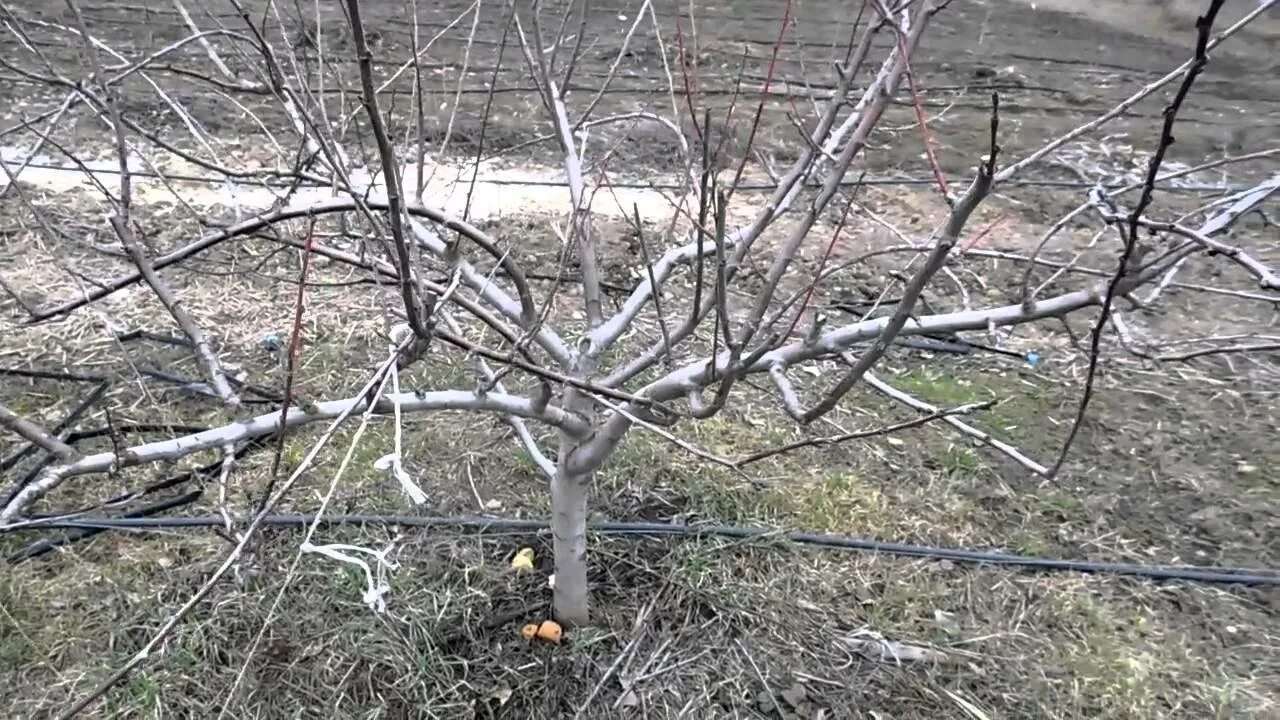 Когда открывать абрикос после зимы