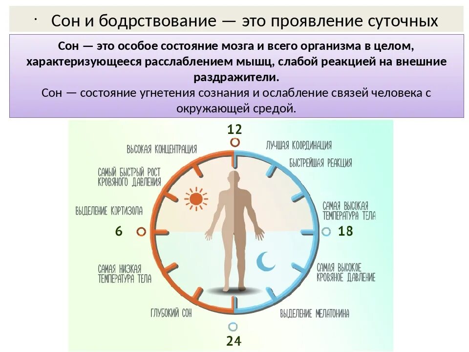 Биологические ритмы. Биологические ритмы тела. Биологические ритмы сна. Биоритмы организма по часам. Биологические ритмы и сон