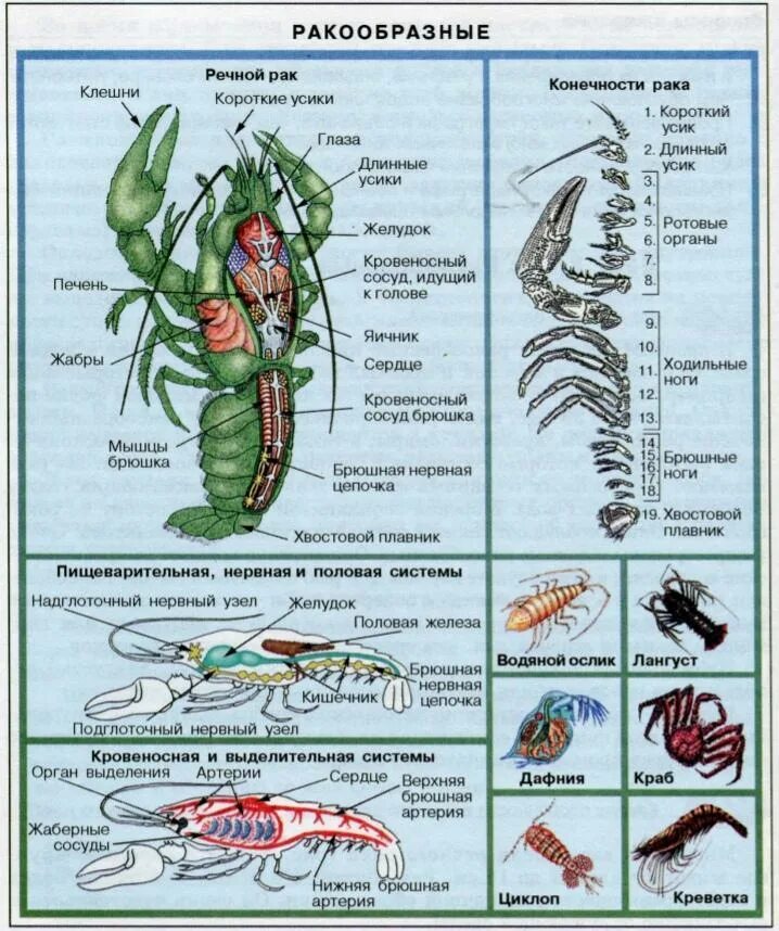 Тип Членистоногие класс ракообразные внутреннее строение. Жизненный цикл членистоногих схема. Строение ракообразных схема. Схема строения членистоногих. Конечности беспозвоночных