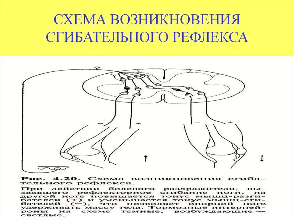 Дуга сгибательного рефлекса. Сгибательный рефлекс физиология схема. Перекрестный сгибательный рефлекс. Схема возникновения сгибательного рефлекса. Схема сочетанного торможения защитного сгибательного рефлекса.