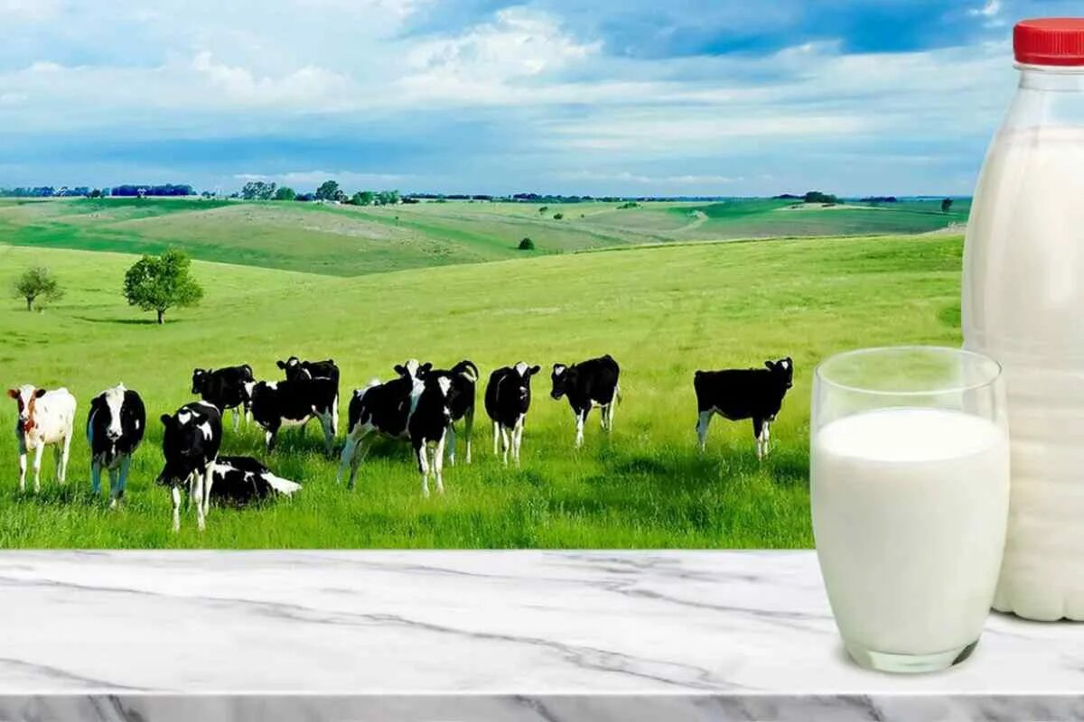 Молоко полученное от коровы 5. Молочная продукция. Молочные коровы. Корова молоко луг. Молоко домашнее.