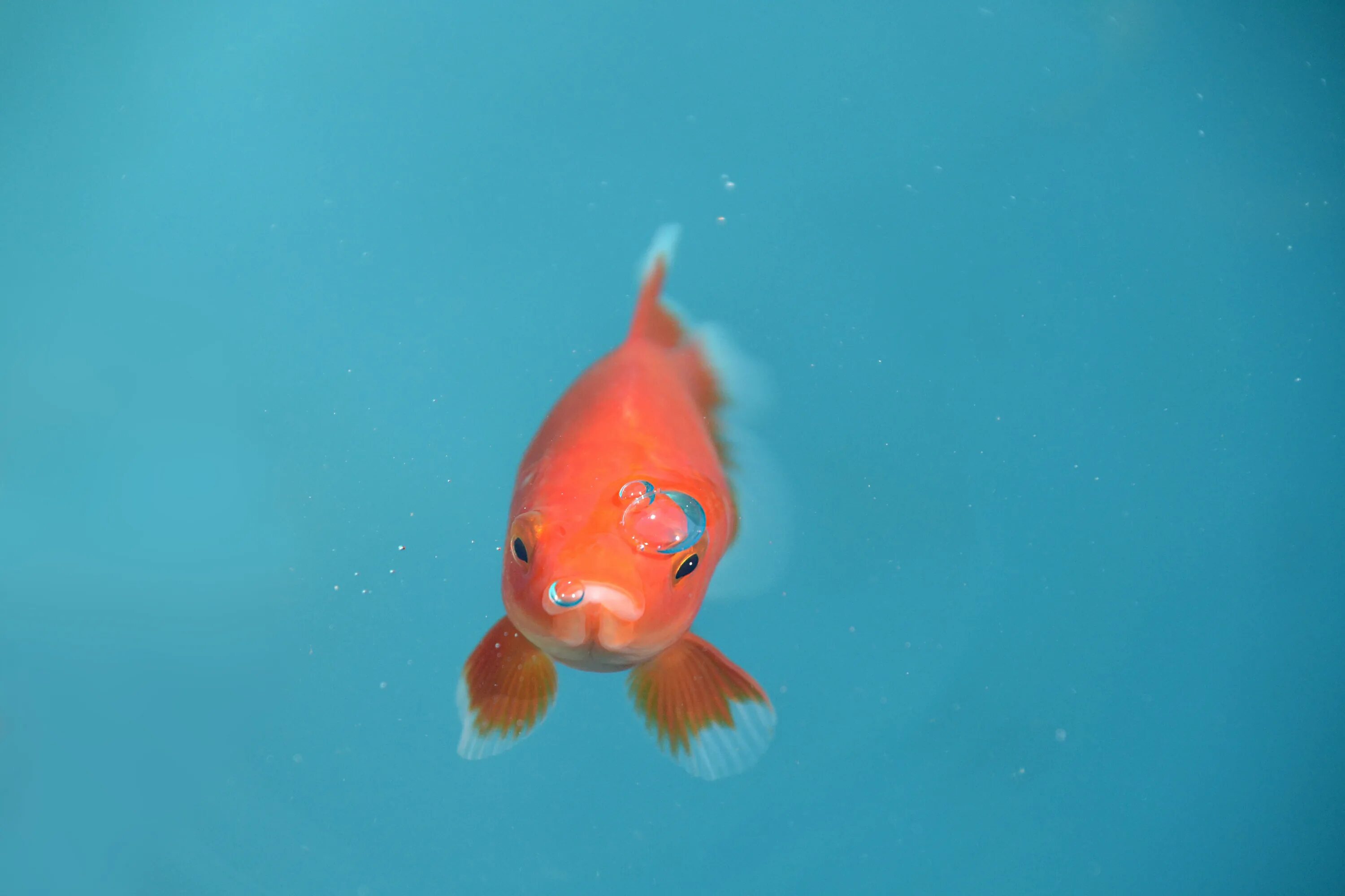 Смешные рыбки. Fish eat fish игра. Рыбка скучно. Рыбка скучно. Золотая рыбка сток.