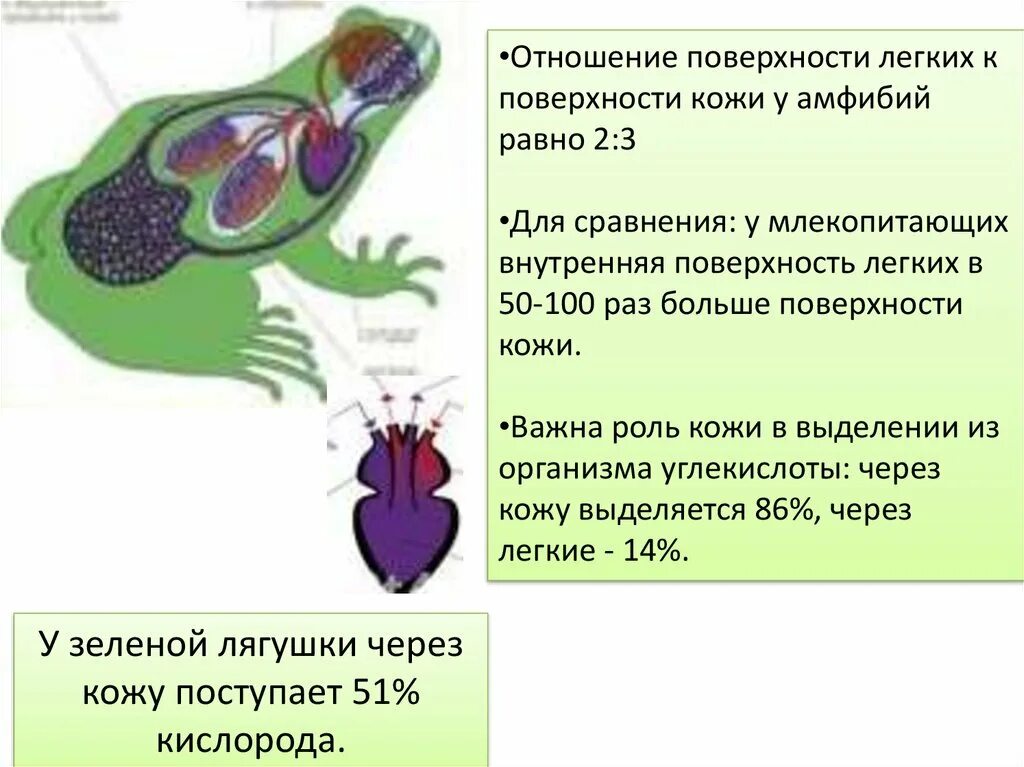 Последовательность выделения земноводных