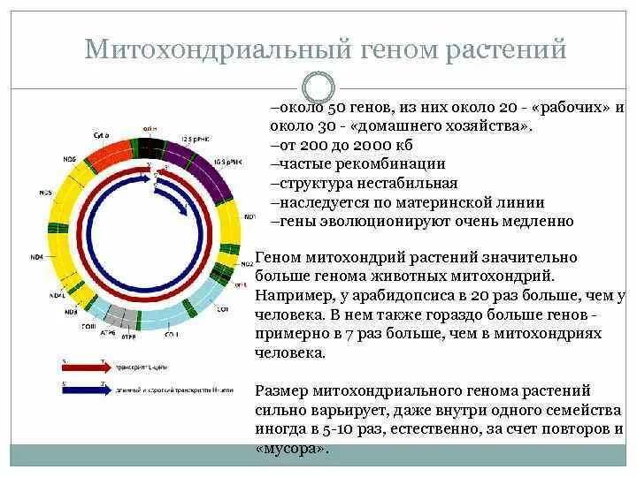 Днк растений. Геномы растений. Гены растений. Строение генома. Генетика растений.