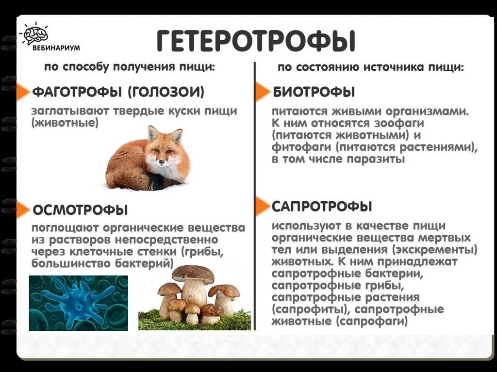 Источники по статусу. Гетеротрофный Тип питания. Осмотрофы. Способы питания гетеротрофов. Фаготрофы и Осмотрофы.