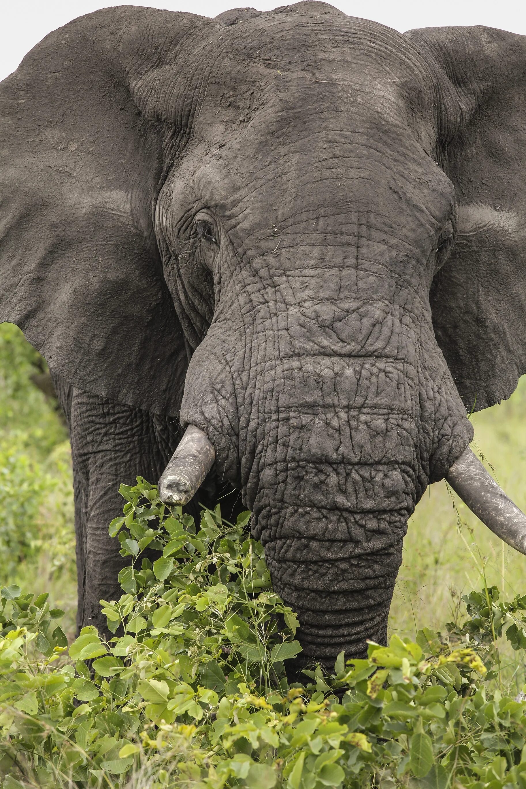 Elephant present. Слон. Африканский слон. Огромные слоны. Огромный Африканский слон.