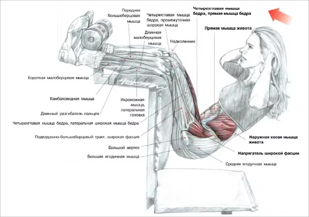 Поперечная мышца живота как накачать. Подъем туловища на наклонной скамье. Подъем туловища на скамье для пресса. Подъемы туловища на вертикальной скамье. Упражнения для мышц пресса.