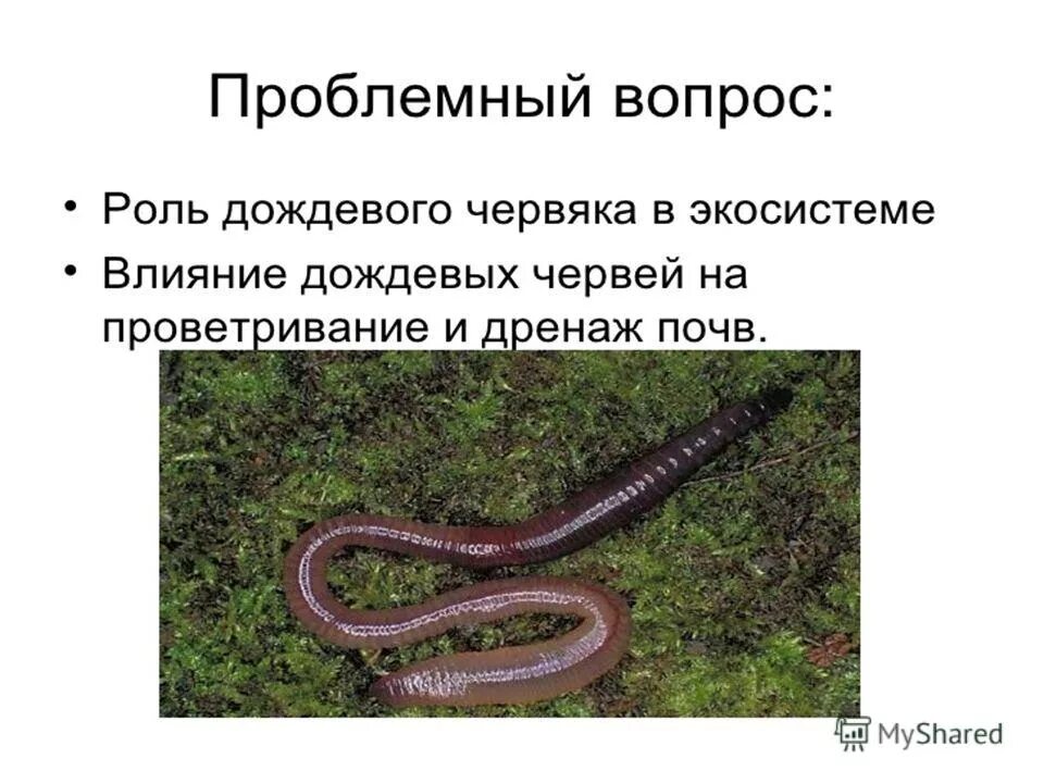 Дождевой червь 5 класс биология. Роль дождевого червя в экосистеме. Функции дождевых червей. Роль дождевых червей. Экосистема дождевой червь.