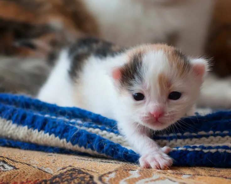 Бесплатные кошки маленькие. Домашние котята. Маленькие котики. Маленьких котят. Котёнок домашний маленький.