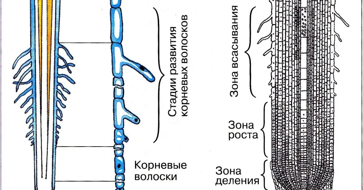Молодые корешки как называется