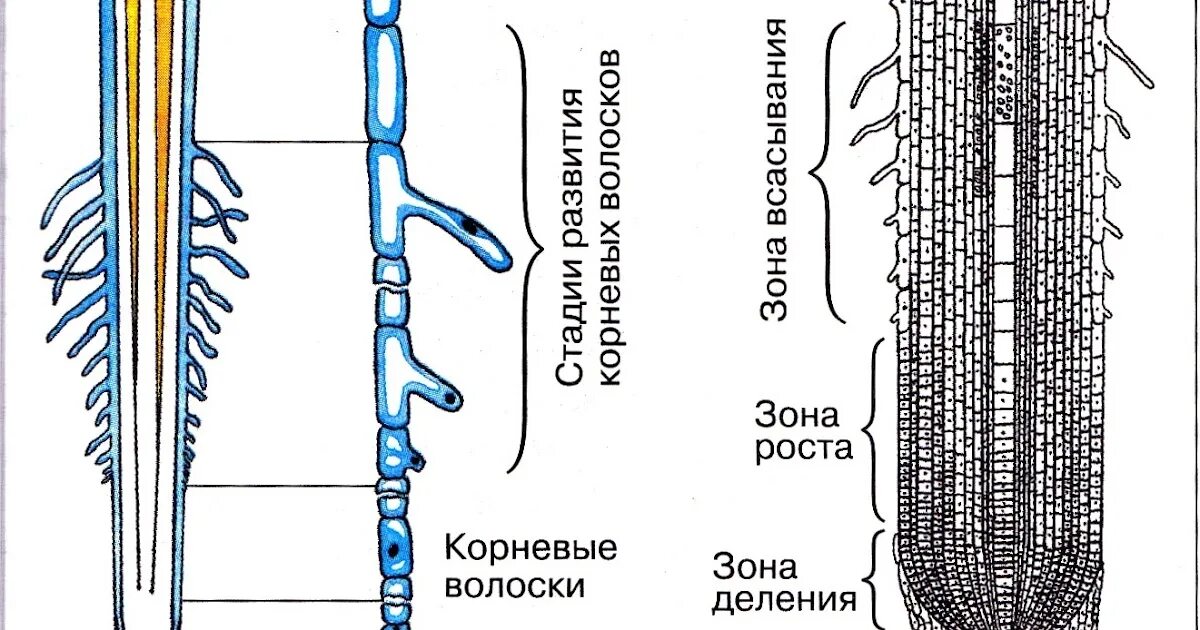 Вода необходима клеткам корня. Корневой чехлик и корневые волоски. Корневые волоски у растений функции. Строение корня корневой волосок. Строение молодого корня.