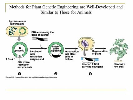 Plant gene