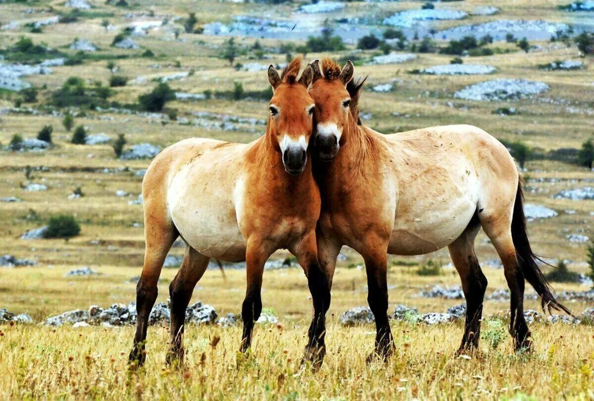 Лошадь Пржевальского. Пржевальский лошадь Пржевальского. Лошадь Пржевальского Equus przewalskii. Лошадь Пржевальского вымерла. Дикая лошадь из азии 5 букв сканворд