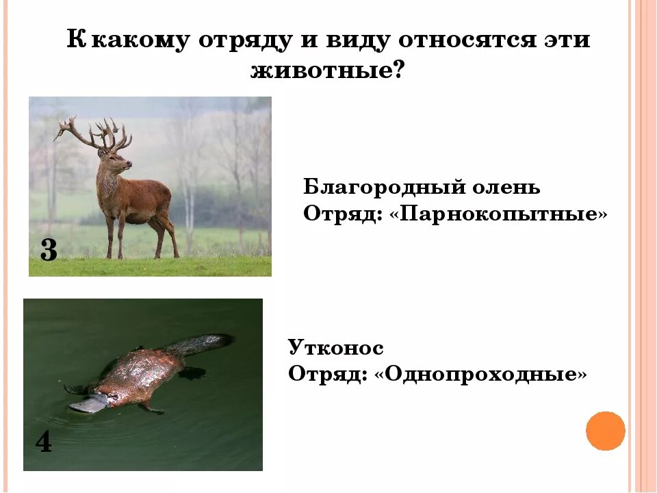Систематика животных олень. Олень к какому виду животных относится. Какого класса олень. Классификация оленя.