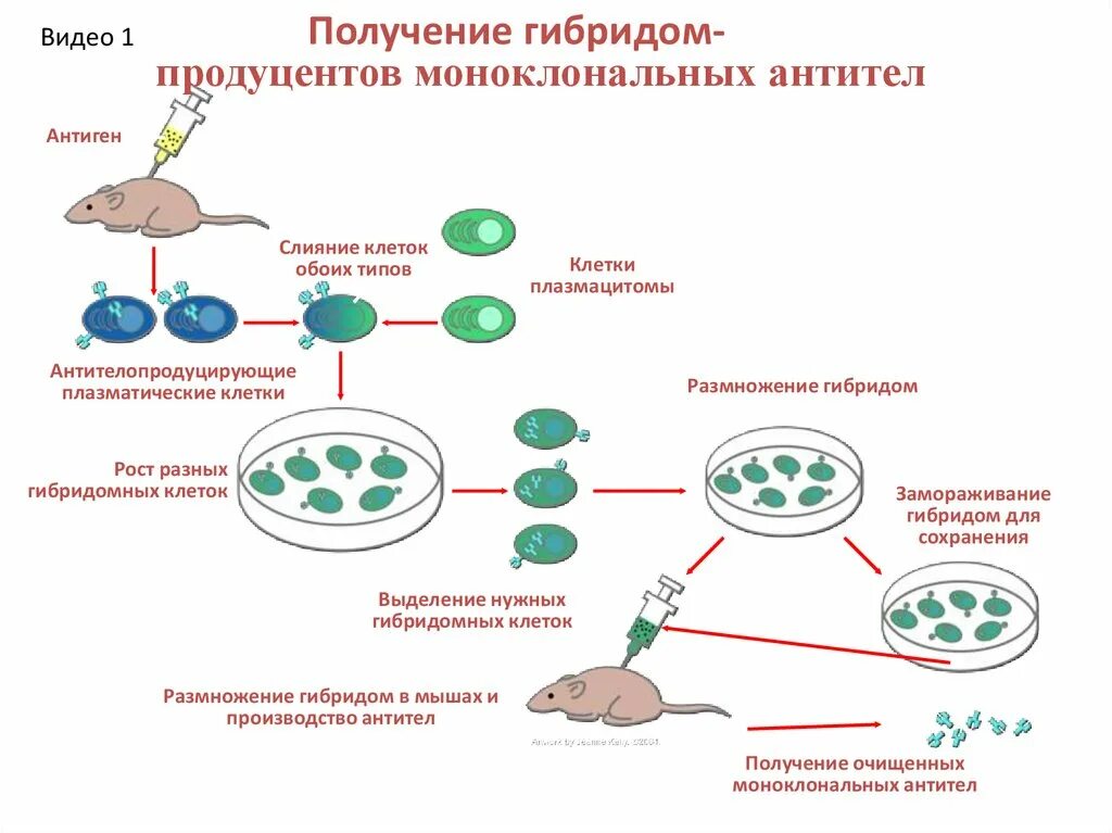 Выработка организмом антител. Химерные моноклональные антитела. Моноклональные антитела мышиные гуманизированные. Методы получения моноклональных антител. Моноклональные антитела в иммунотерапии.