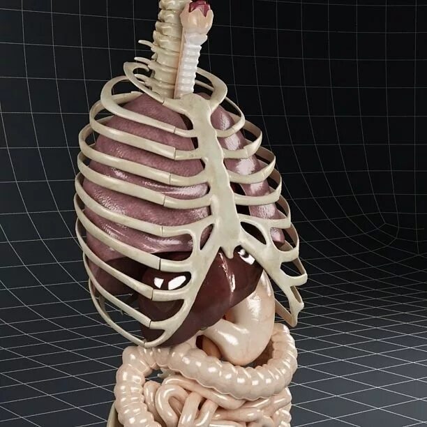 Модель органов человека. Внутренние органы человека 3д. 3д модель внутренних органов человека.