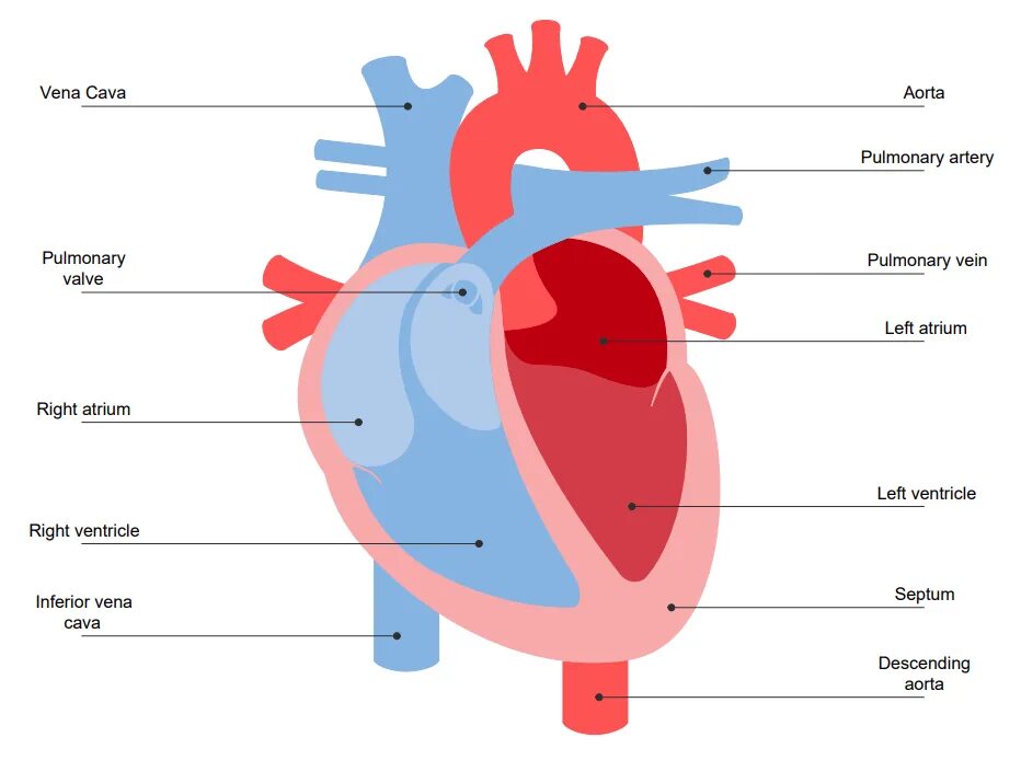 Diagram of Human Heart. Строение сердца на английском. Human structure