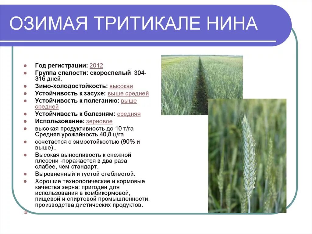 Под озимые культуры. Погода на неделю озимая. Погода на неделю озимая. Теплая зима без снега. Погода на неделю озимая.