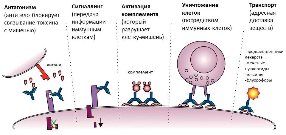 Антигены антитела иммунный ответ. Принцип действия антител. Схема антиген антитело. Механизм выработки антител. Выработка антител функция крови.