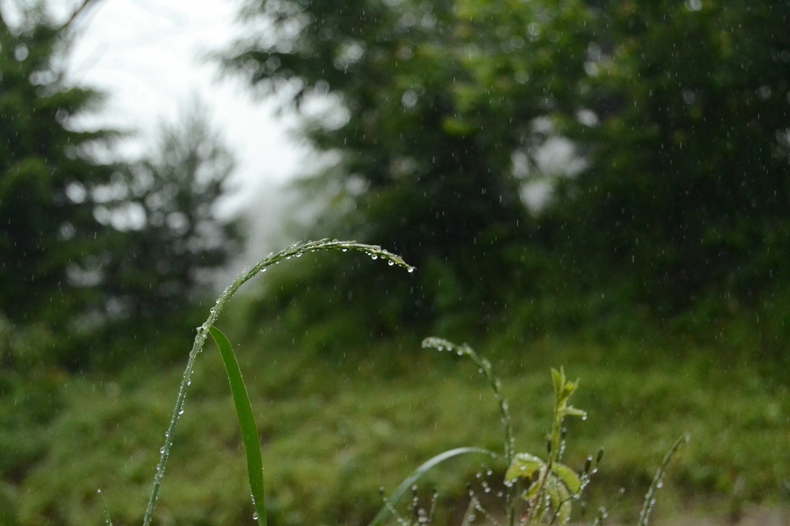 Трава омытая дождем. Природа дождь. Летний ливень. Дождь летом. Летний дождик.