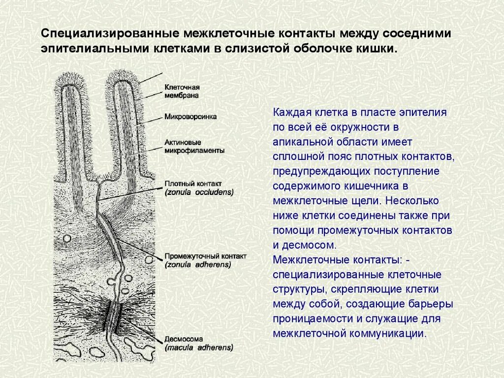 Между клетками есть. Типы соединений между клетками. Типы межклеточных соединений. Межклет.контакты в эпителии. Типы межклеточных контактов схемы.