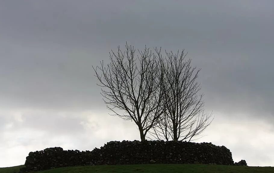 Одинокий холм. Темные осенние деревья на горизонте. Одинокое дерево на шквалистом ветре. Одинокое мрачное дерево фото.