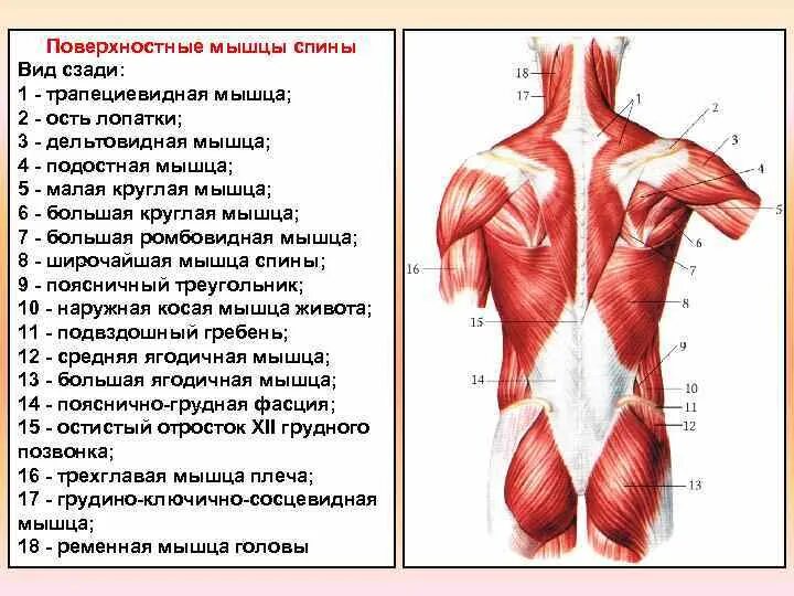 Мышцы человека со спины и спереди.