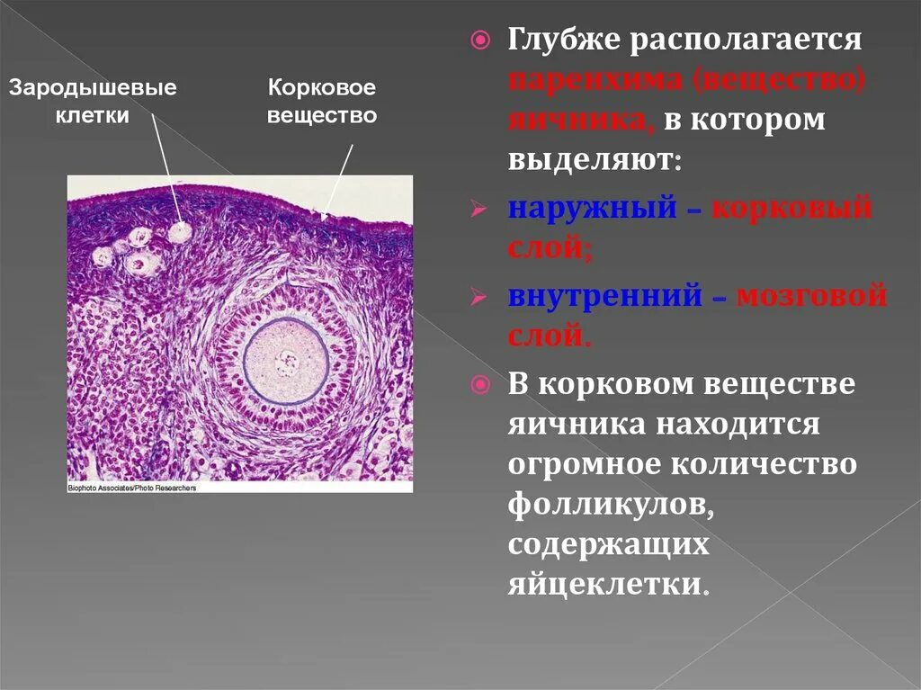 Яйцеклетка в брюшную полость