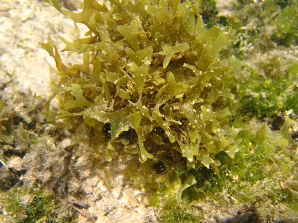 Бурые водоросли являются самыми глубоководными водорослями. Диктиота водоросль. Дихотомическое водоросль диктиота. Диктиоты бурая водоросль. Род диктиота.