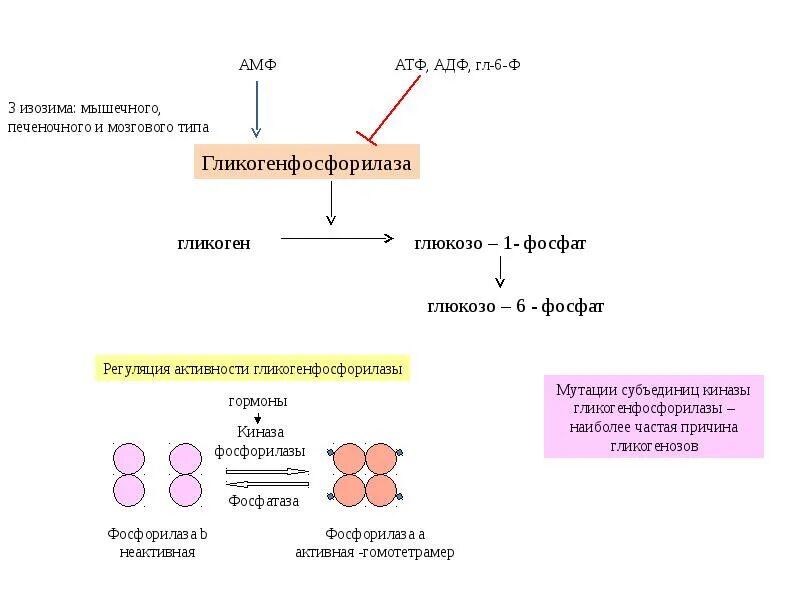 Нарушение атф. Регуляция активности фосфорилазы гормонами. Регуляция гликогенсинтазы и гликогенфосфорилазы. Регуляция активности гликогенфосфорилазы и гликогенсинтазы. Схема регуляции фосфорилазы гликогена.
