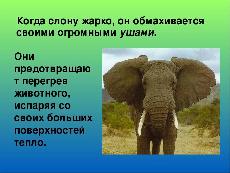 Сведения о слоне. Слон для презентации. Слоны для презентации. Презентация про слонов. Слоников краткое