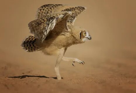 Comedy wildlife awards