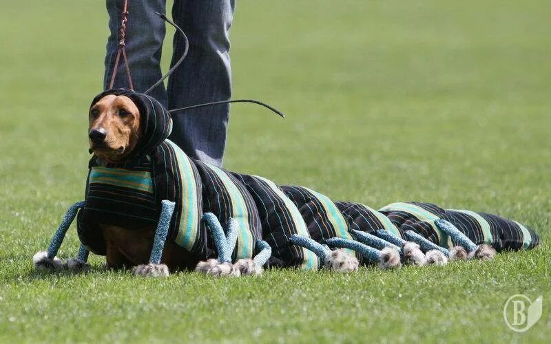 Собака гусеница игрушка. Мопс гусеница. Собака гусеница игрушка. Собака гусеница. Игрушка "гусеница".