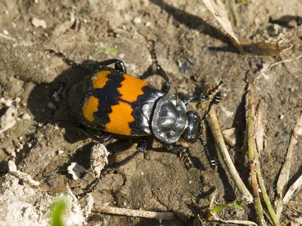 Могильщик-погребатель(Nicrophorus vespilloides). Жук могильщик чернобулавый. Детритофаги Жук могильщик. Жук могильщик ярус.