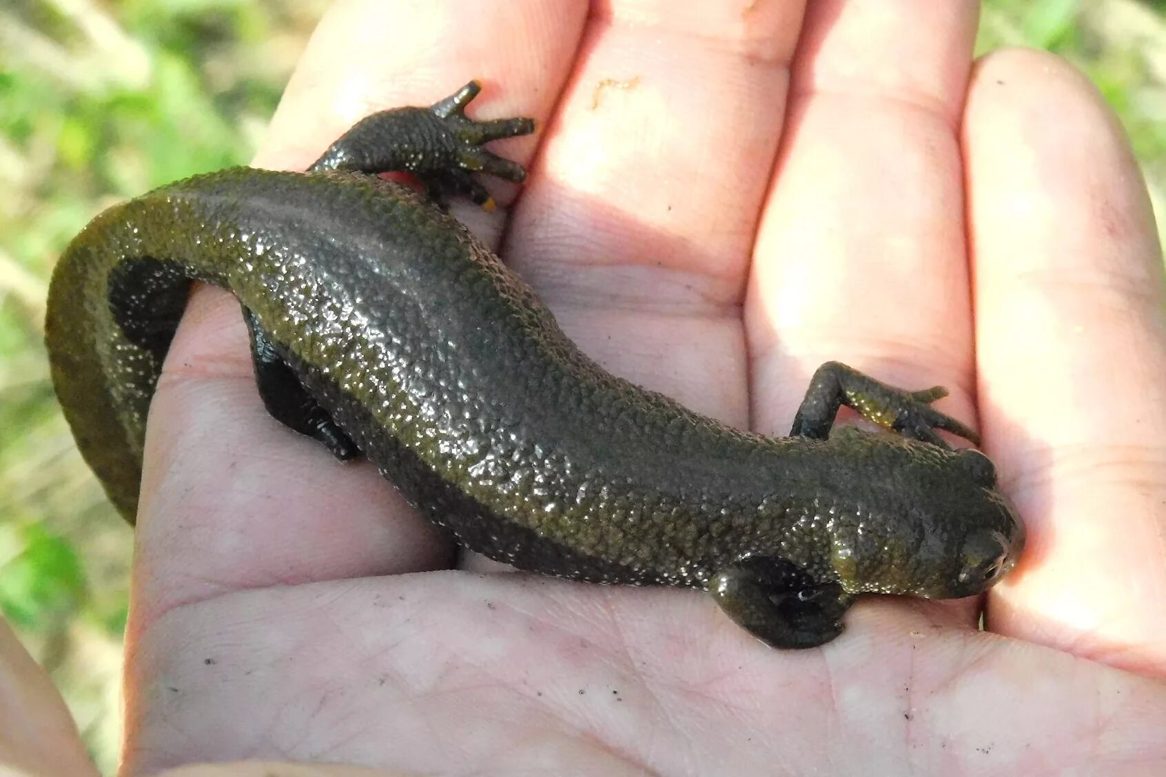 Тритон ящерица. Тритон это пресмыкающееся. Пресмыкающиеся тритон. Тритон это пресмыкающееся. Крокодиловый тритон.